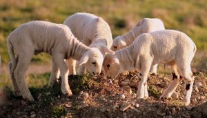 Białko ziemniaka w żywieniu trzody – najlepszy smak mięsa i doskonałe wyniki hodowli!